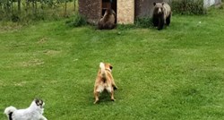 Dva hrabra psa pokušala otjerati medvjede koji su im ušli u dvorište